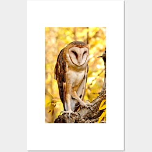 Barn Owl Posters and Art